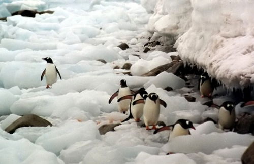 Falkland, Antartika